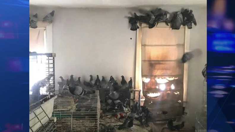 318 pigeons rescued from Pennsylvania home in hoarding case
