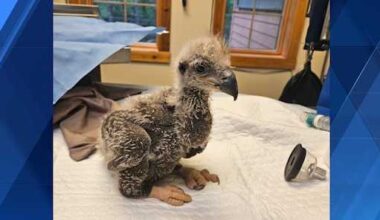2-week-old U.S. Steel eaglet recovering after swallowing fishhook