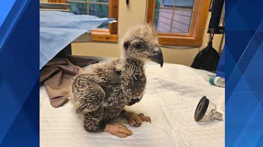 2-week-old U.S. Steel eaglet recovering after swallowing fishhook