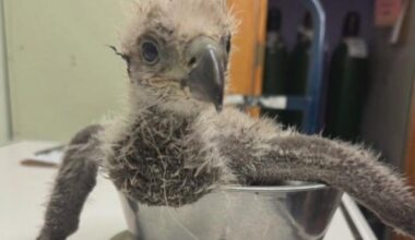 U.S. Steel eaglet recovering after swallowing fish hook