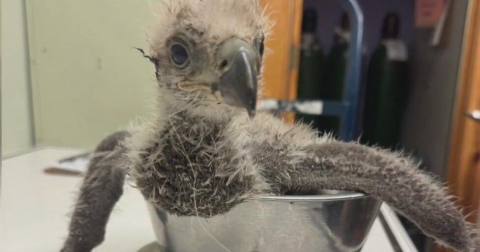 U.S. Steel eaglet recovering after swallowing fish hook