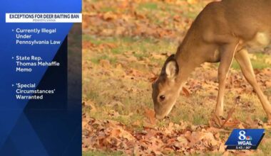Pennsylvania considers easing deer baiting ban
