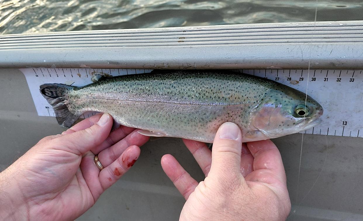 The Pennsylvania Fish and Boat Commission is stocking about 3.2 million trout across Pennsylvania in 2026. The average length is 11 inches long.