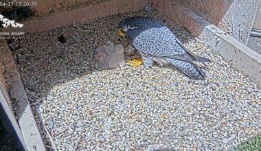 Four peregrine falcon eggs hatch in nest on top of Pitt's Cathedral of Learning