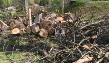 Pennsylvania families upset after trees break, cover grave sites