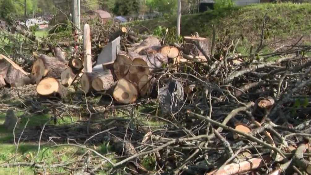 Pennsylvania families upset after trees break, cover grave sites