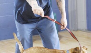 Lake Erie Correctional, APL collaborating on dog foster program | News