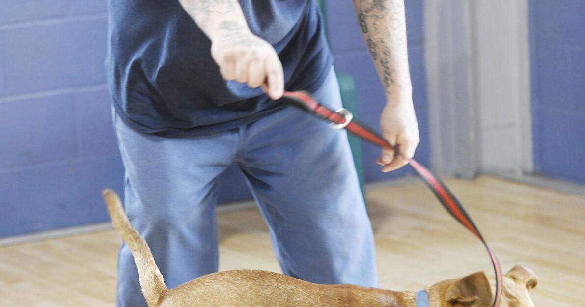 Lake Erie Correctional, APL collaborating on dog foster program | News