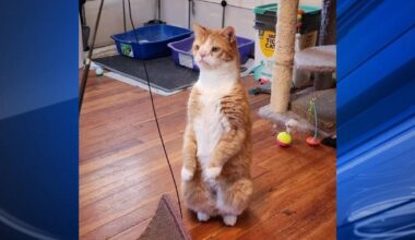 Furry Friends: Dobby & Banjo | Community