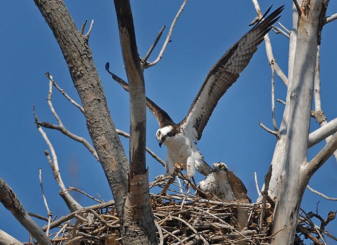 Osprey, Erie, PA