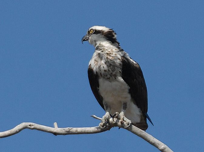 Osprey, Erie, PA