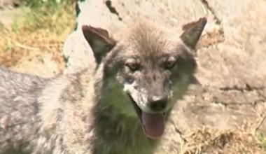 Wolf Injures Toddler Who Crawled Under Fence At Pennsylvania Zoo