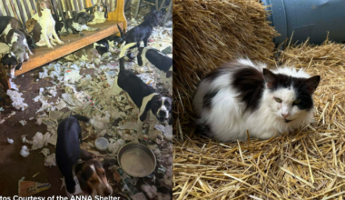 29 Dogs and a Cat Rescued from Unsanitary Conditions | News