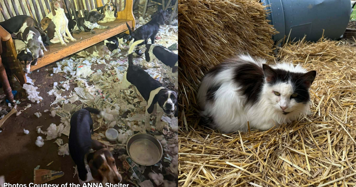 29 Dogs and a Cat Rescued from Unsanitary Conditions | News