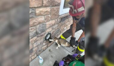 Local firefighters free feisty feline stuck in gutter drain | Northampton County