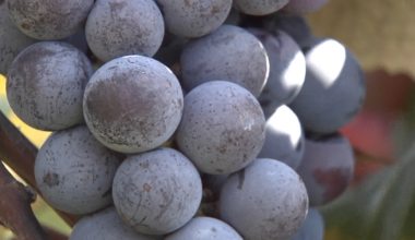 Farmers Face Uncertain Future as Major Buyer Exits Lake Erie Grape Belt, Washington Weighs Options | Washington D.C.