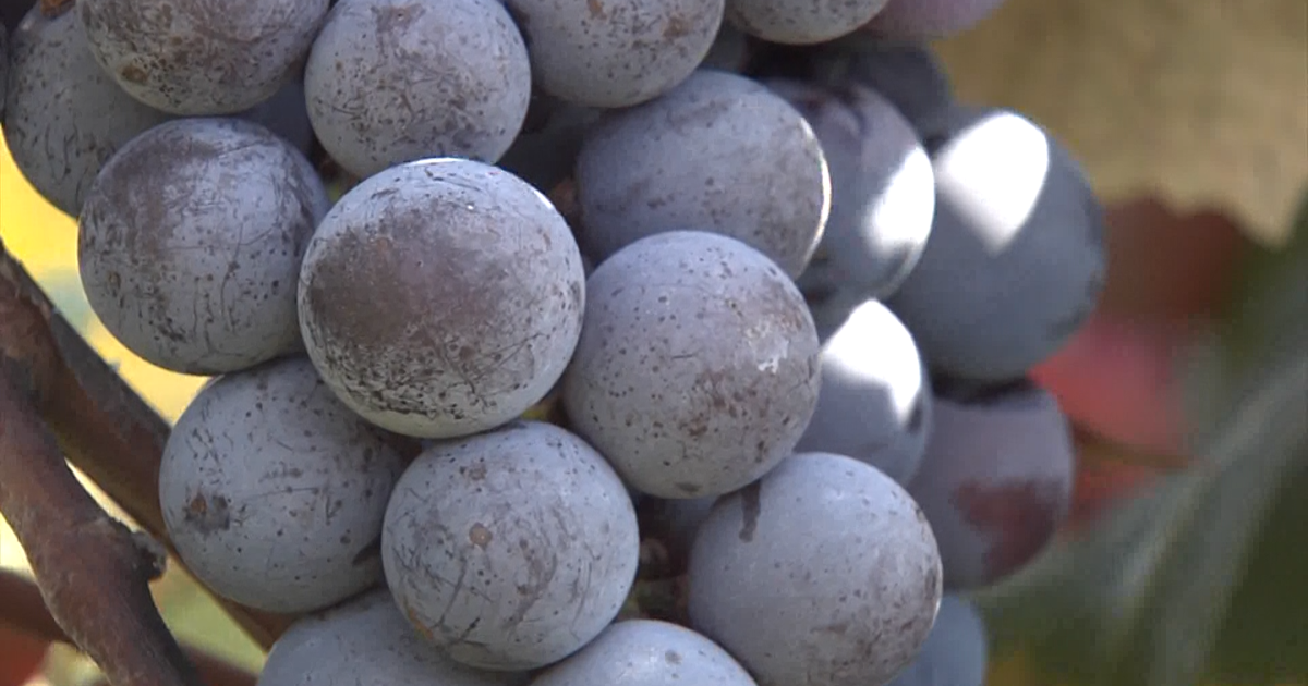 Farmers Face Uncertain Future as Major Buyer Exits Lake Erie Grape Belt, Washington Weighs Options | Washington D.C.