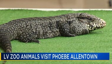 Residents enjoy wildlife visit at Phoebe Allentown | Allentown Area