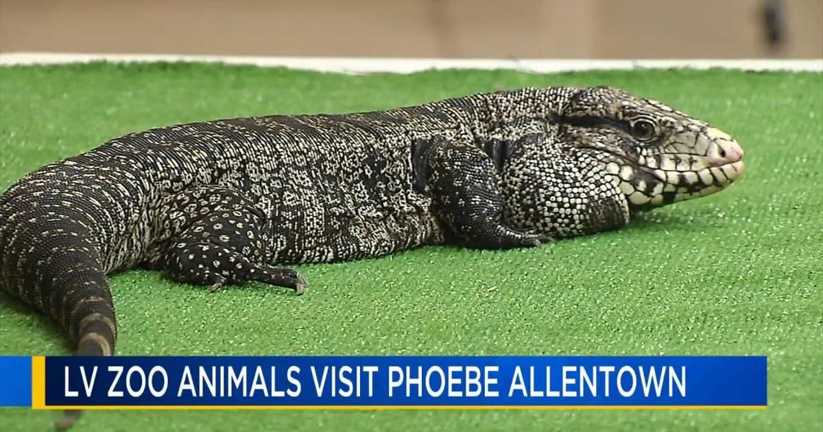 Residents enjoy wildlife visit at Phoebe Allentown | Allentown Area