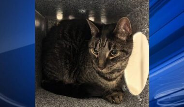 Furry Friends: Lobo & Dallas | Berks Regional News