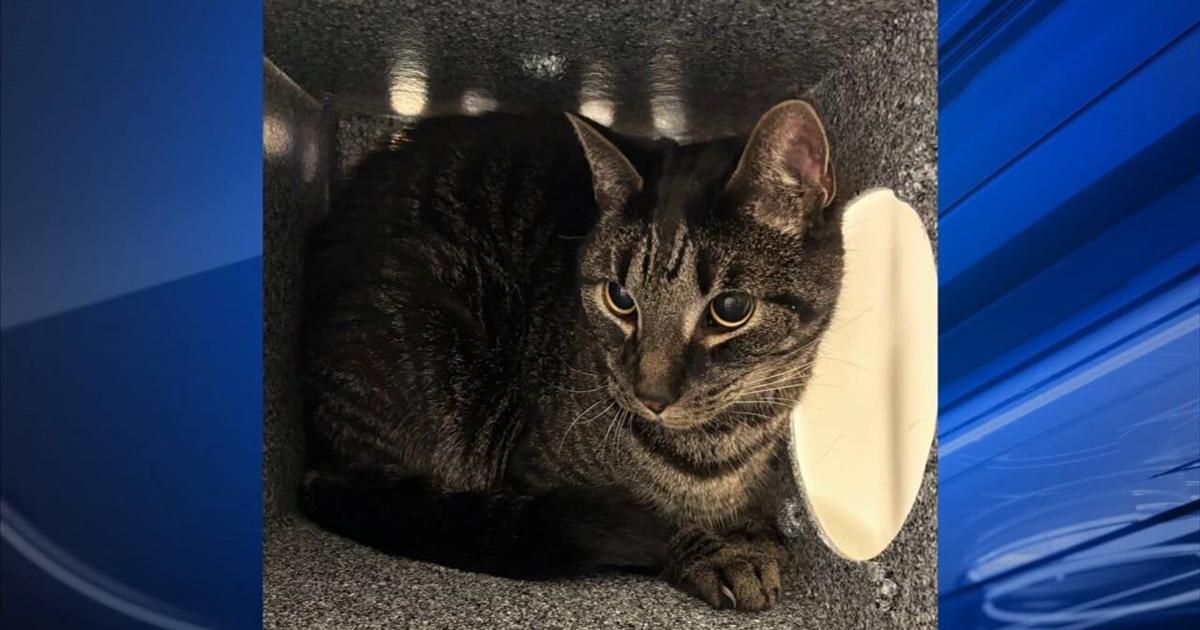 Furry Friends: Lobo & Dallas | Berks Regional News