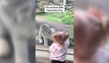 Here Kitty Kitty! Toddler Enjoys Canadian Lynx at Erie Zoo | News