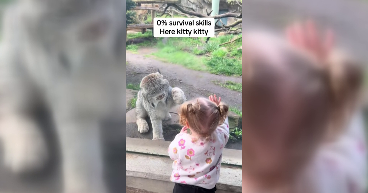 Here Kitty Kitty! Toddler Enjoys Canadian Lynx at Erie Zoo | News
