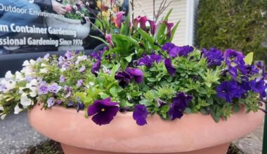 How to prevent flowers from freezing in tumbling temperatures | Berks Regional News