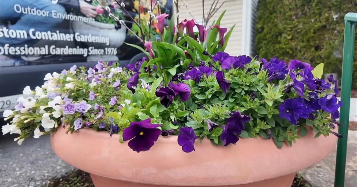 How to prevent flowers from freezing in tumbling temperatures | Berks Regional News