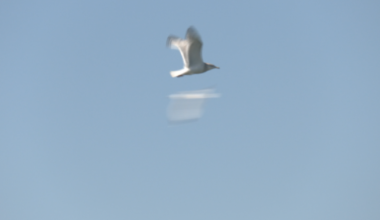 Volunteers Needed to Assist Erie Gull Rescue Efforts | News
