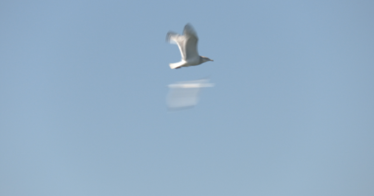 Volunteers Needed to Assist Erie Gull Rescue Efforts | News