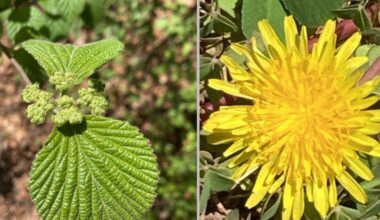 Berks County joins global City Nature Challenge to document nature this April | Reading Area