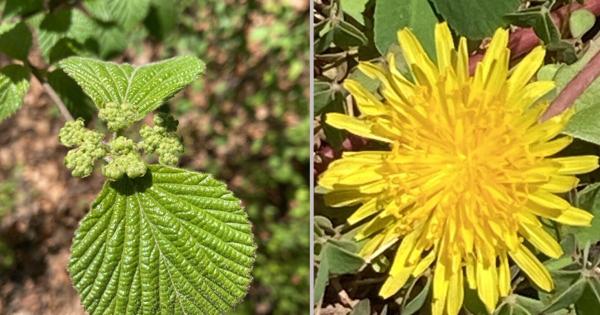 Berks County joins global City Nature Challenge to document nature this April | Reading Area