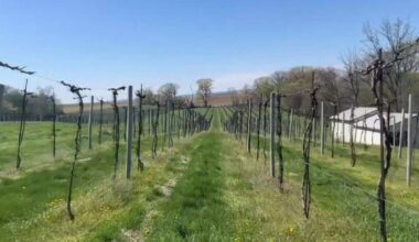 Local vineyards report freeze damage as temperatures plunge across the region | Slate Belt Area