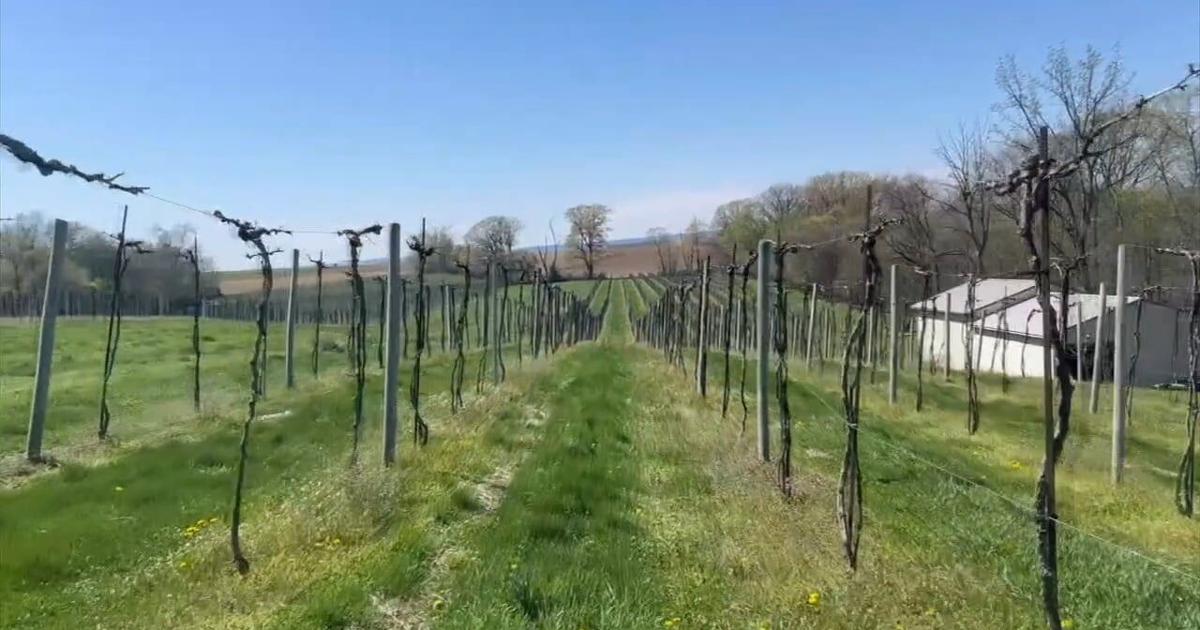 Local vineyards report freeze damage as temperatures plunge across the region | Slate Belt Area