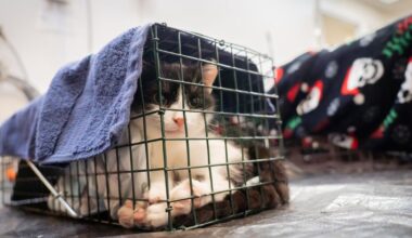 Free spay/neuter vouchers now available in multiple Berks townships as kitten season begins | Southern Berks County
