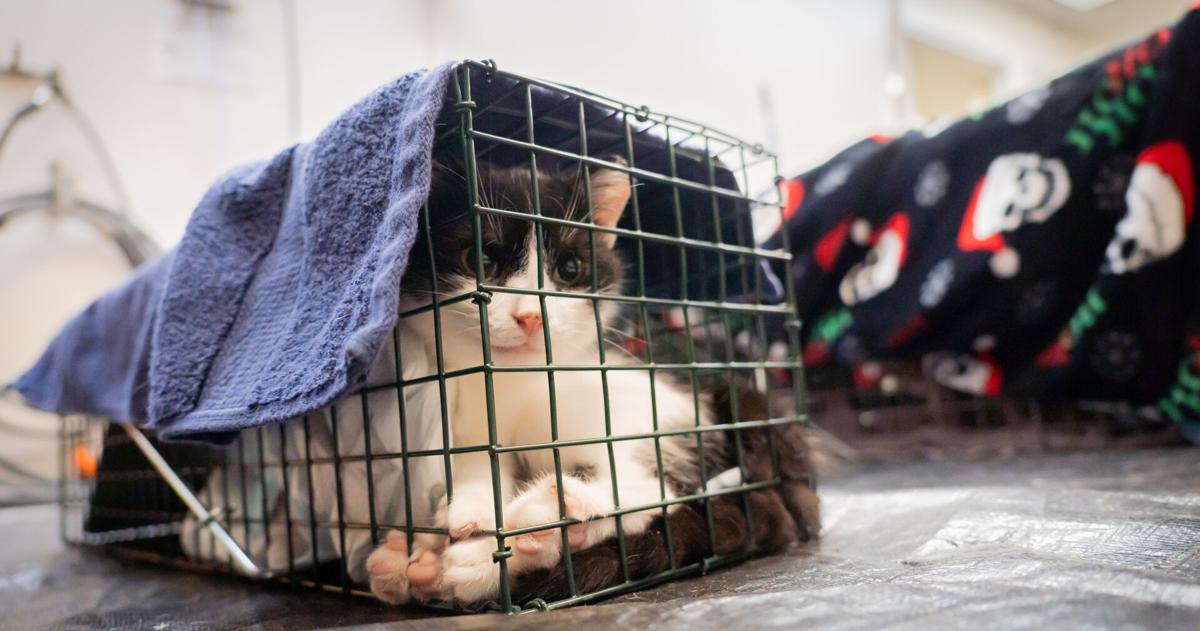 Free spay/neuter vouchers now available in multiple Berks townships as kitten season begins | Southern Berks County