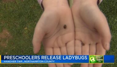 Preschoolers release 2,000 ladybugs as part of Earth Day celebration | Lehigh Valley Regional News