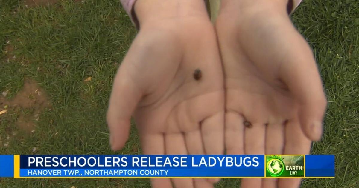 Preschoolers release 2,000 ladybugs as part of Earth Day celebration | Lehigh Valley Regional News