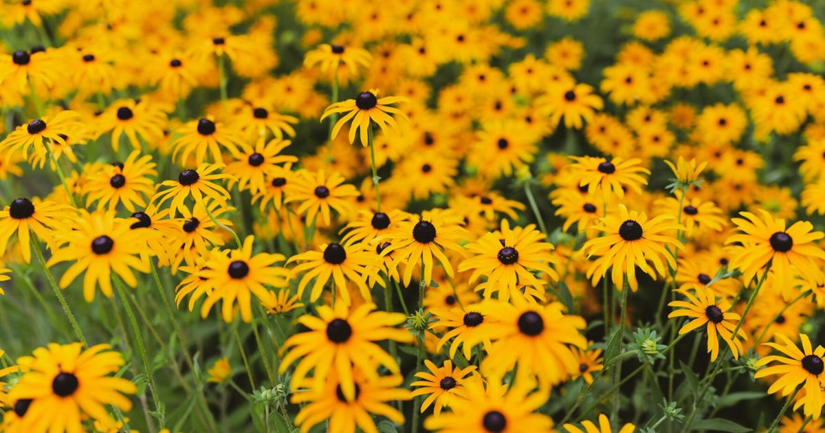 Unique Gardens to Honor Longtime Jefferson Society Supporter | News