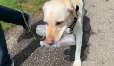 Pawsitive Impact: Dog and owner join forces to clean up Allentown parks | Allentown Area