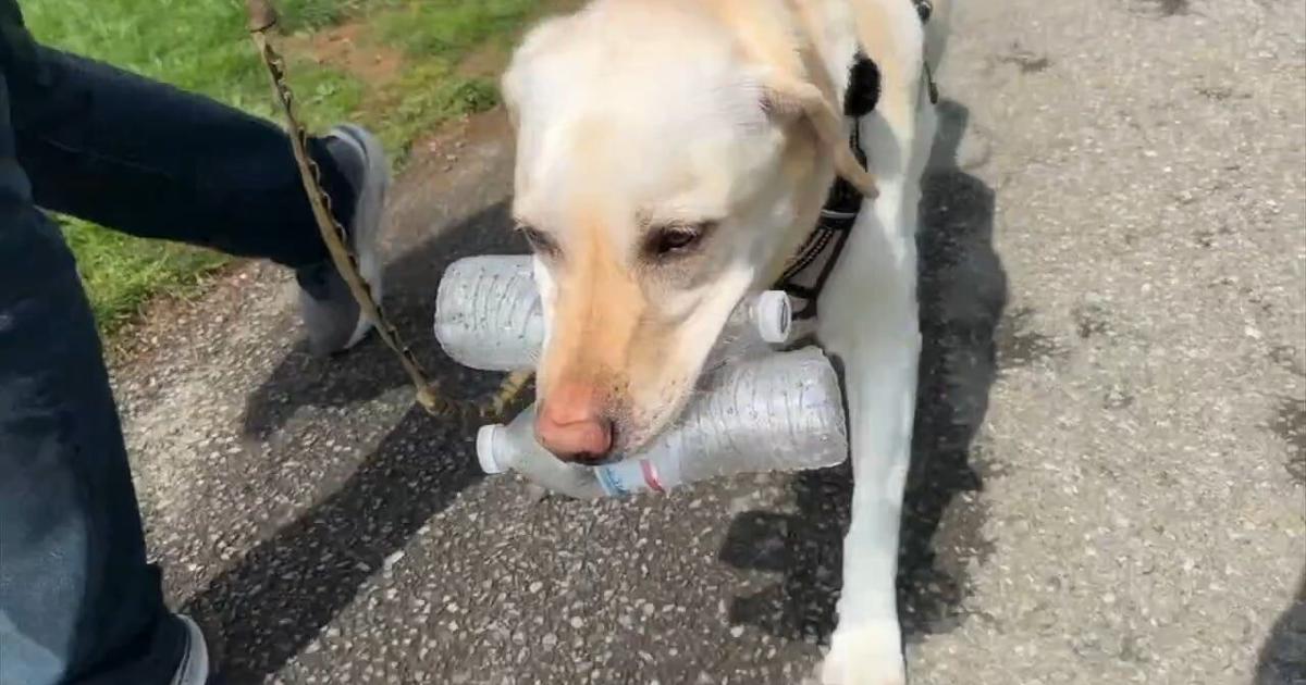 Pawsitive Impact: Dog and owner join forces to clean up Allentown parks | Allentown Area