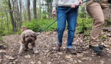 New public hiking trail opens in Forest Park at Lehigh University in Bethlehem | Bethelehm Area