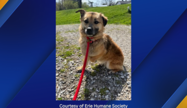 Shelter Dog Lucky Still Missing After Fence Escape in Erie | News
