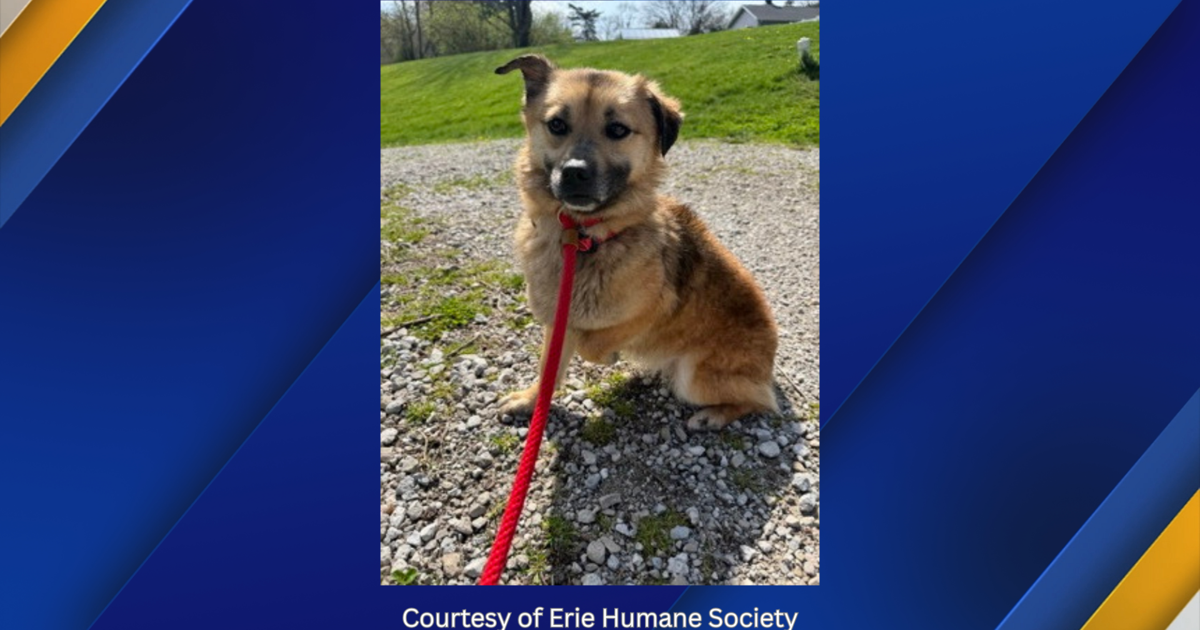 Shelter Dog Lucky Still Missing After Fence Escape in Erie | News