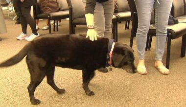 Farewell to courthouse companion Ramona, beloved black lab retires after years of service | Allentown Area