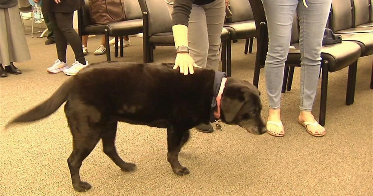 Farewell to courthouse companion Ramona, beloved black lab retires after years of service | Allentown Area