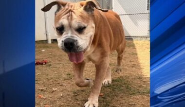 Furry Friends: Spartan & Buddy | Berks Regional News