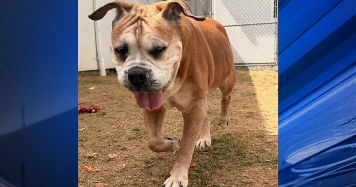 Furry Friends: Spartan & Buddy | Berks Regional News