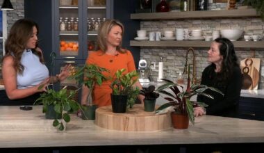 The Wicked Botanist previews Plant Fest | 69News at Sunrise